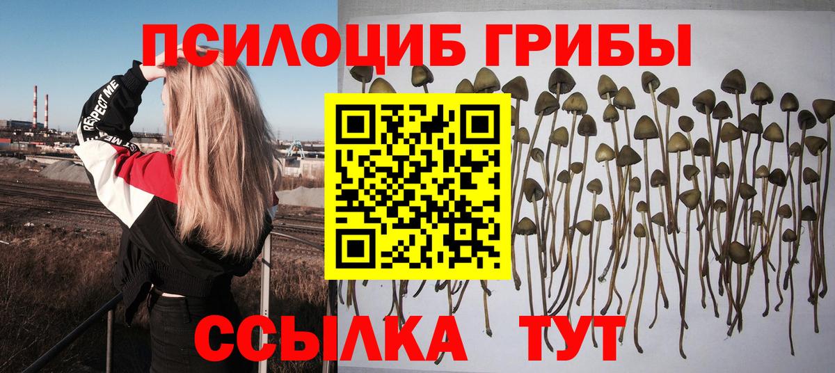 Псилоцибиновые грибы Cubensis Десногорск
